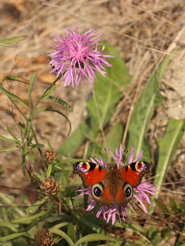 Aglais io